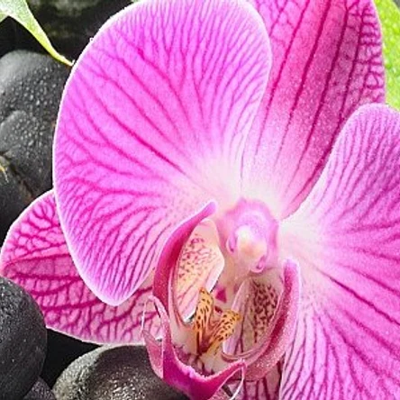 Фартук для кухни «Орхидея»