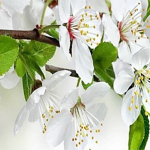 Фартук для кухни «Цветущий сад»